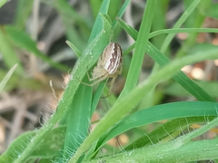 Larinia