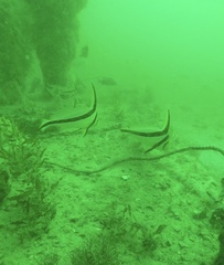 Eques lanceolatus