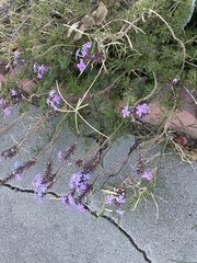 Verbena pulchella