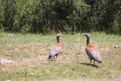 Chloephaga poliocephala