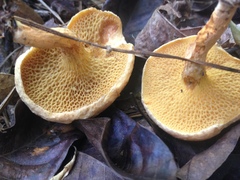 Suillus decipiens