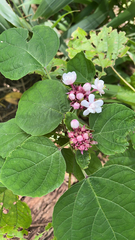 Clerodendrum chinense