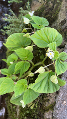 Begonia hirtella