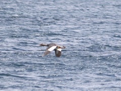 Tachyeres patachonicus