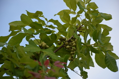 Pleiogynium timoriense