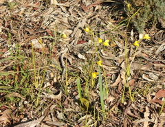 Diuris chryseopsis