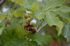 Pleiogynium timoriense