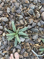 Phacelia integrifolia