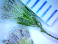 Eupatorium semiserratum