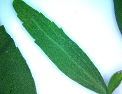 Eupatorium semiserratum