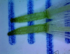 Eupatorium semiserratum