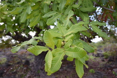 Pleiogynium timoriense