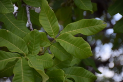 Pleiogynium timoriense