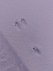 Oryctolagus cuniculus cuniculus