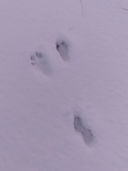 Oryctolagus cuniculus cuniculus