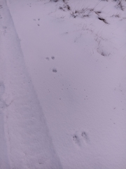 Oryctolagus cuniculus cuniculus