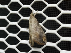 Evergestis rimosalis