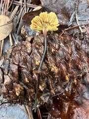 Xeromphalina cauticinalis pubescentipes