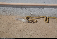 Masticophis fuliginosus