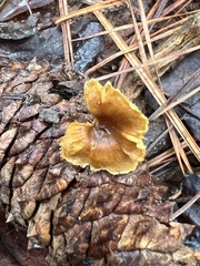 Xeromphalina cauticinalis pubescentipes