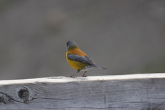 Phrygilus patagonicus