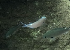 Azurina multilineata