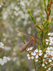 Harpobittacus australis