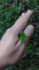 Chromolaena bullata
