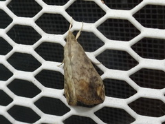 Evergestis rimosalis
