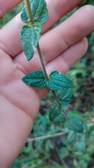 Chromolaena bullata