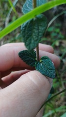 Chromolaena bullata