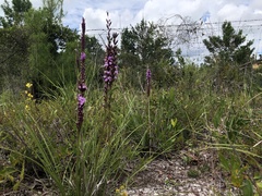 Liatris laevigata