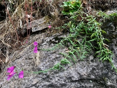 Penstemon richardsonii