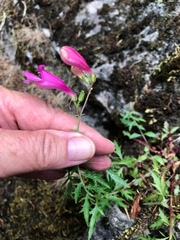 Penstemon richardsonii