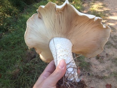 Macrocybe titans