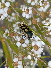 Castiarina adelaidae