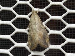 Evergestis rimosalis