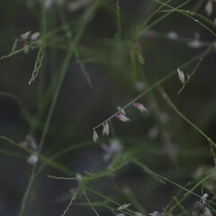 Bouteloua diversispicula