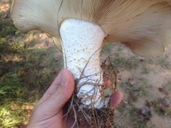Macrocybe titans