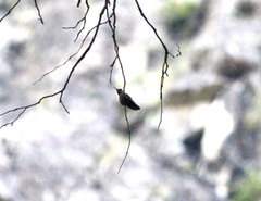 Sephanoides sephaniodes