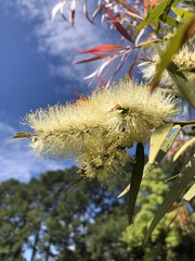 Melaleuca salicina
