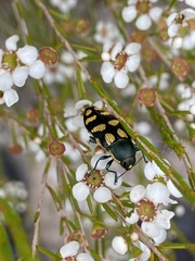 Castiarina adelaidae
