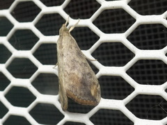 Evergestis rimosalis