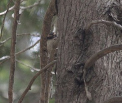 Aphrastura spinicauda