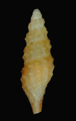 Glyptaesopus phylira