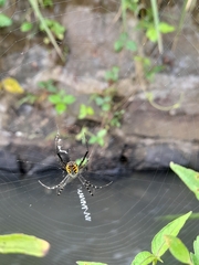 Argiope catenulata