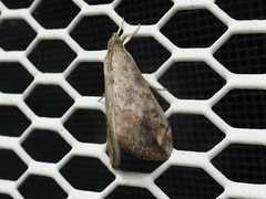Evergestis rimosalis