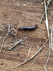 Euborellia annulipes