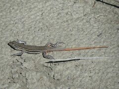 Acanthodactylus erythrurus