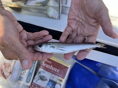 Merluccius bilinearis